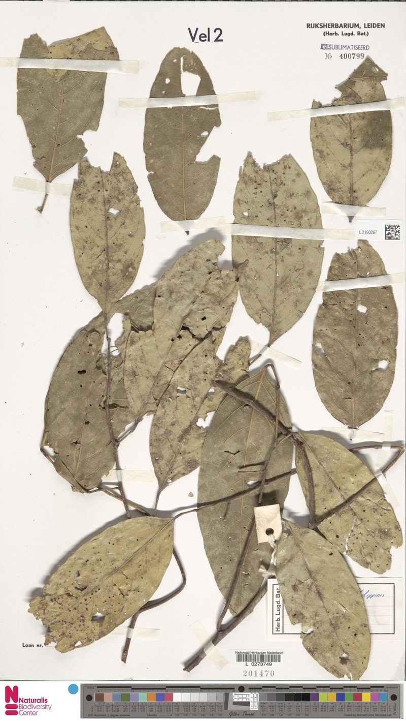 Aporosa banahaensis photo 8