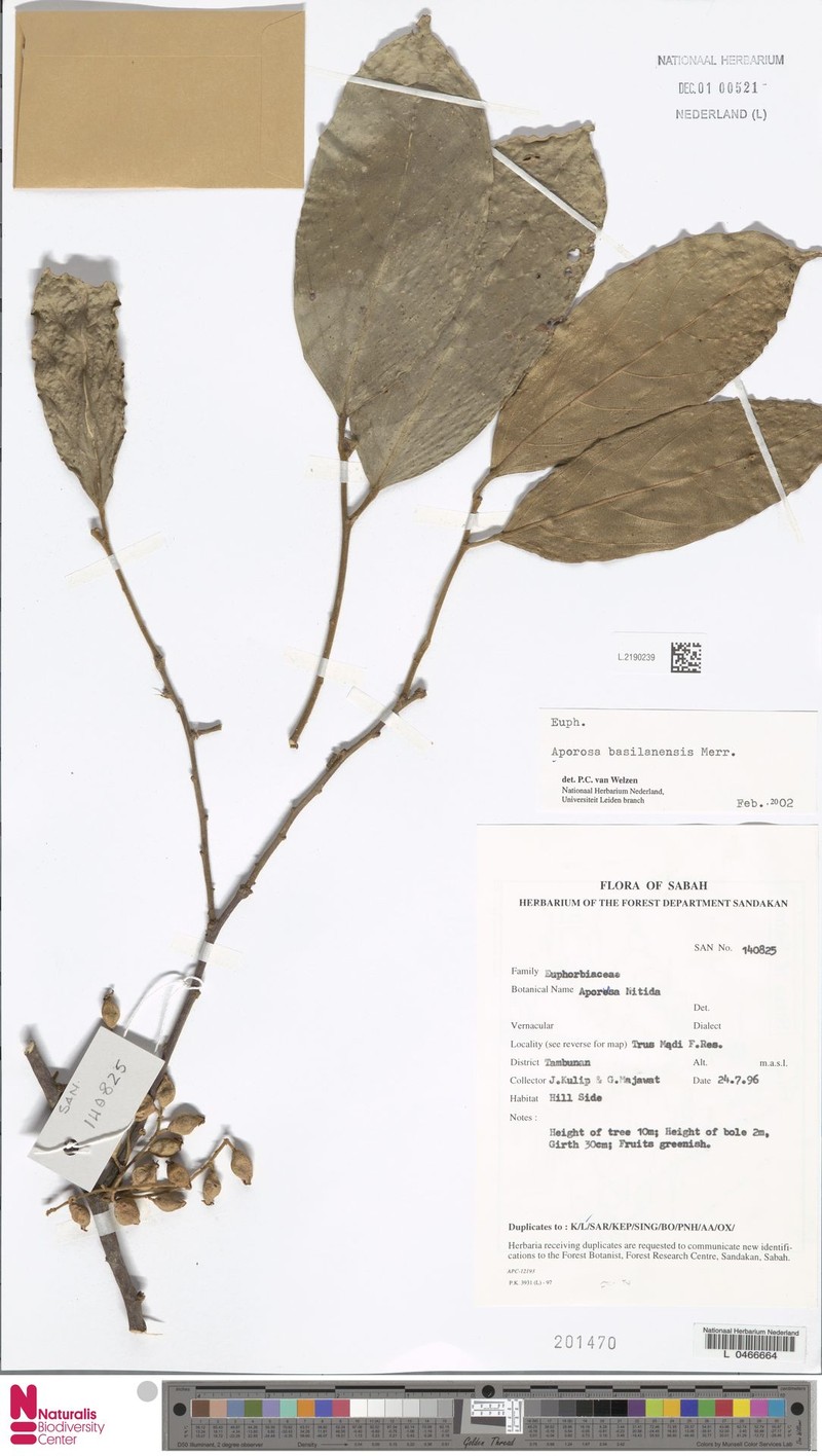 Aporosa basilanensis