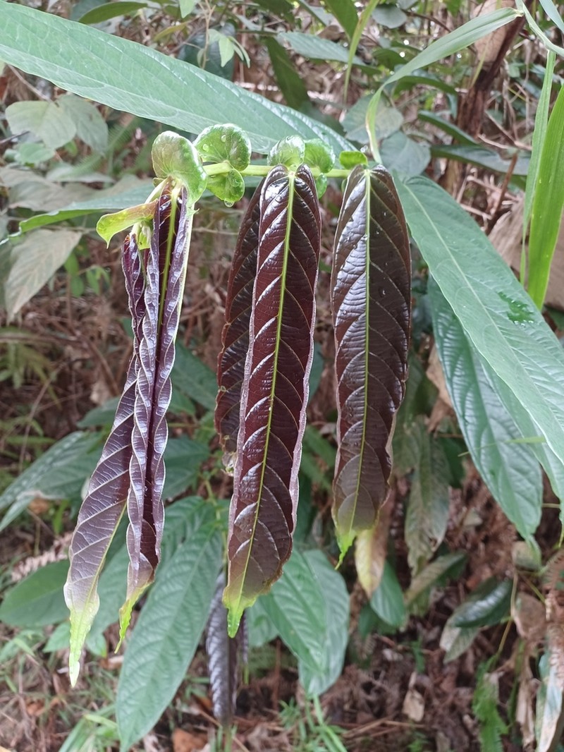 Aporosa benthamiana