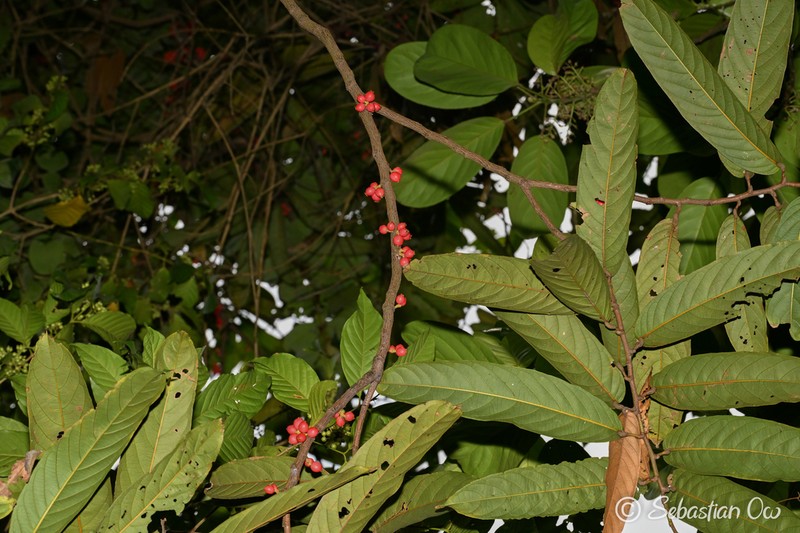 Aporosa benthamiana photo 2
