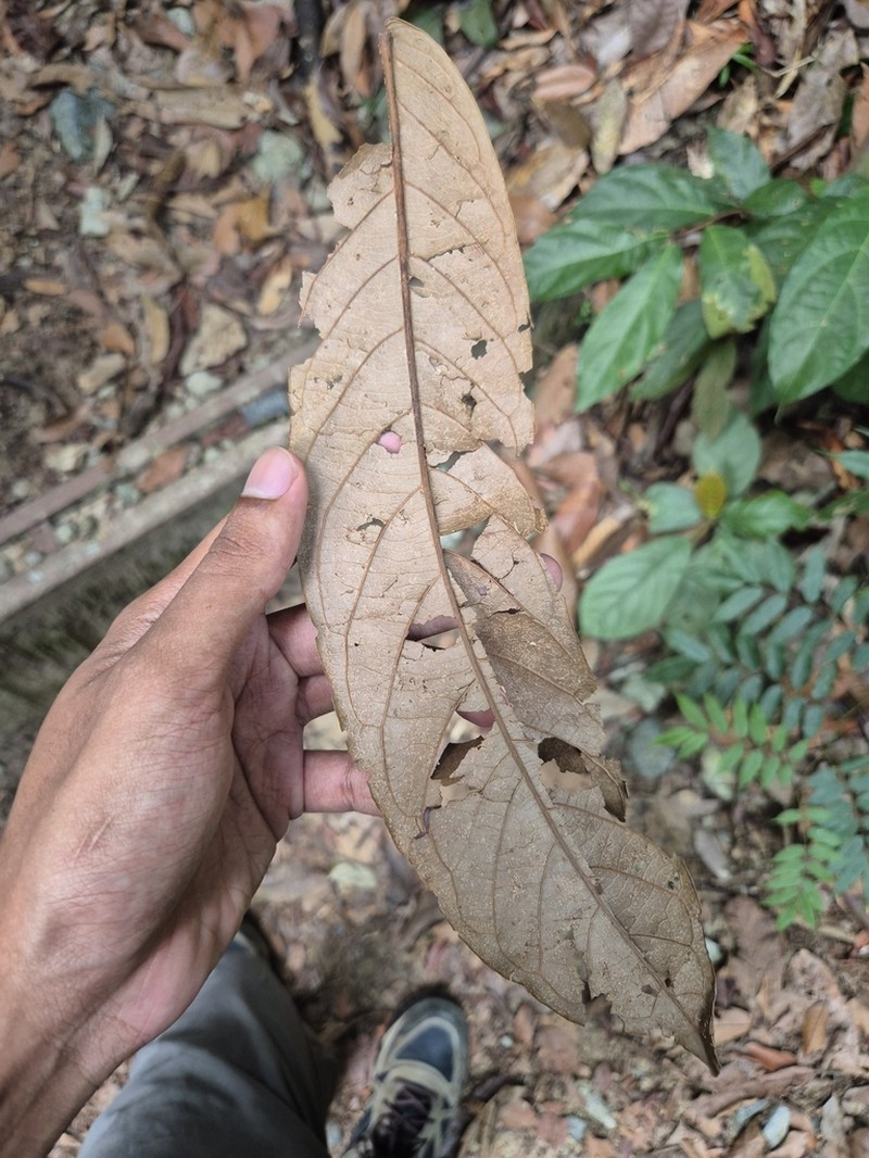 Aporosa benthamiana photo 3