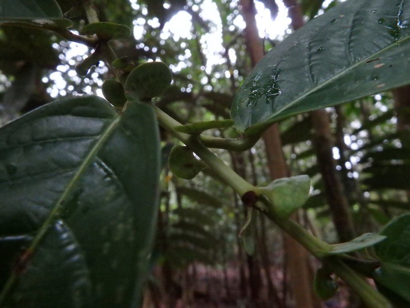 Aporosa benthamiana photo 4