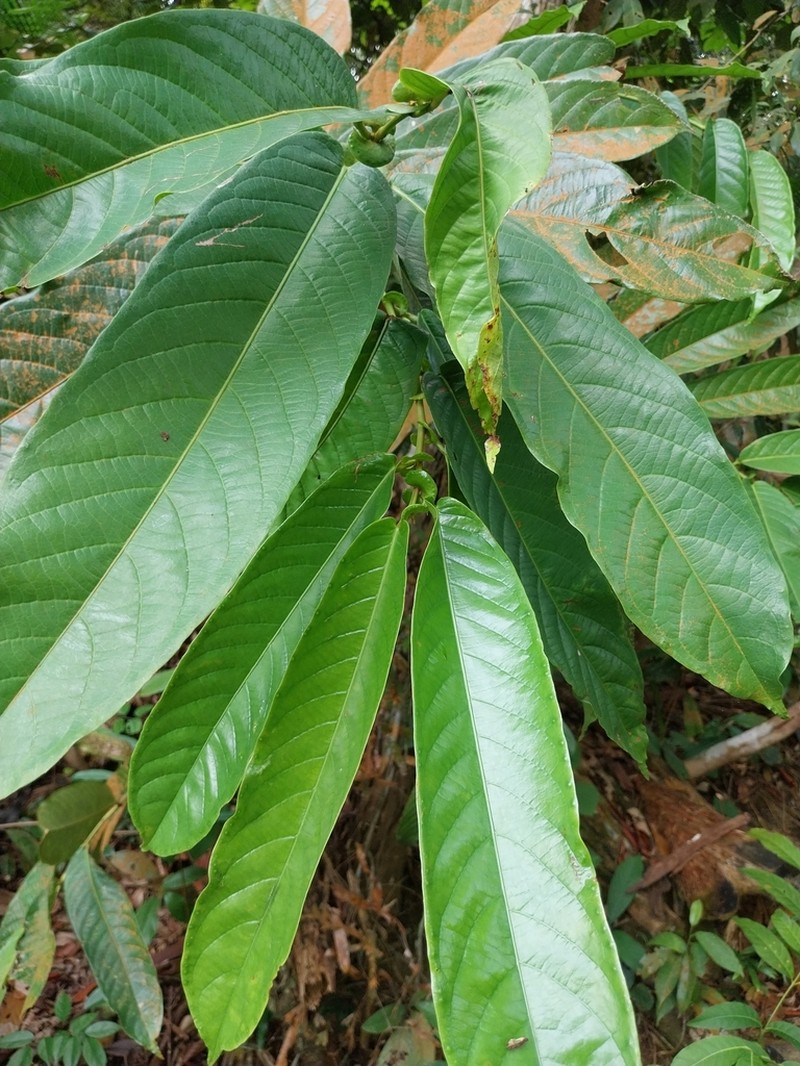Aporosa benthamiana photo 8