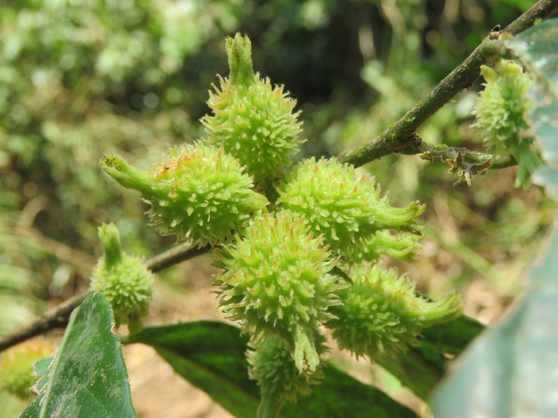 Aporosa bourdillonii