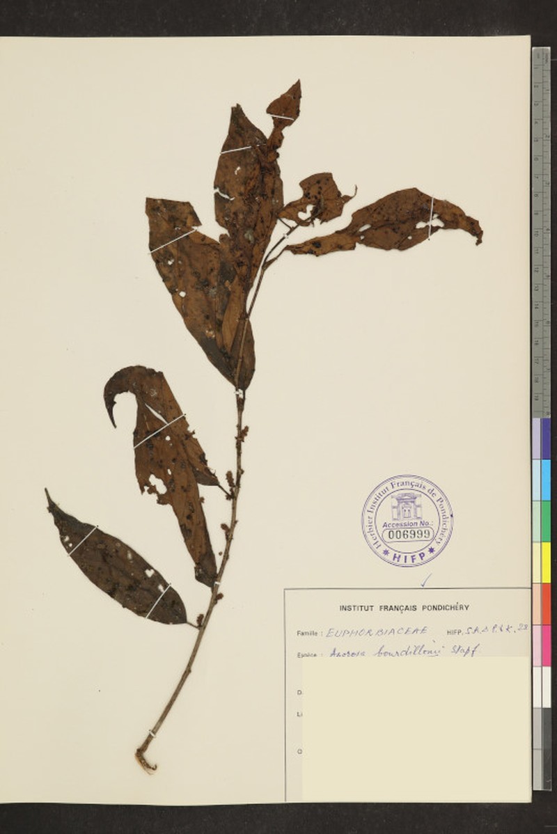 Aporosa bourdillonii photo 3