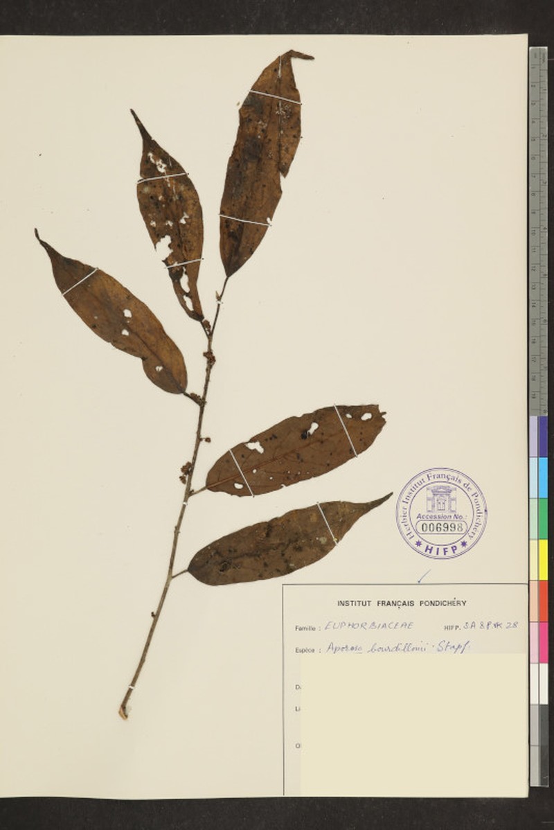 Aporosa bourdillonii photo 4