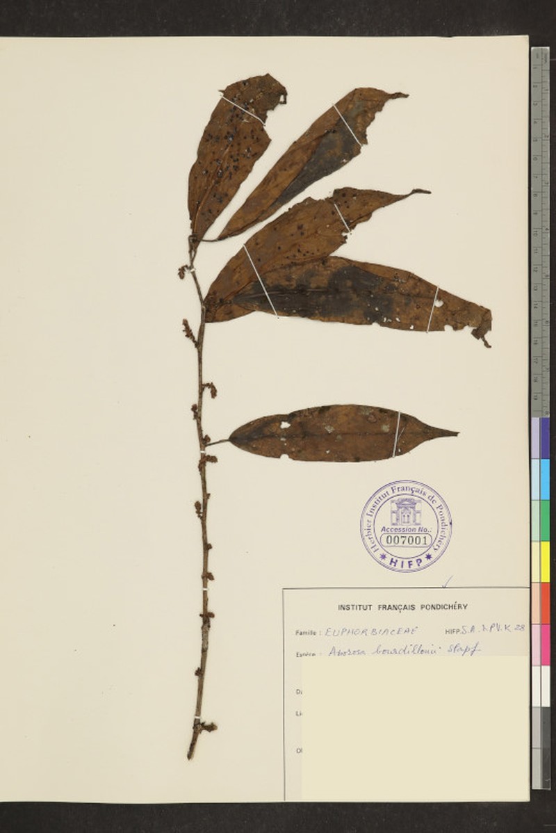 Aporosa bourdillonii photo 5