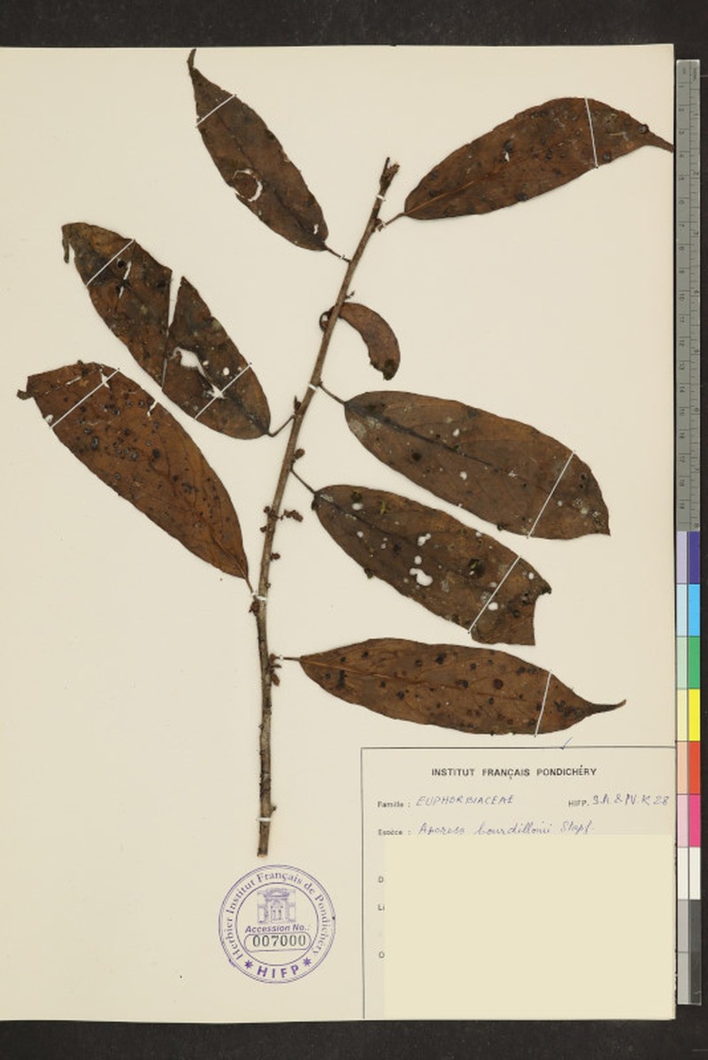 Aporosa bourdillonii photo 6