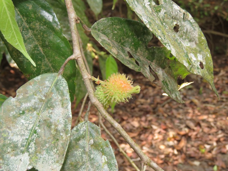 Aporosa bourdillonii photo 7