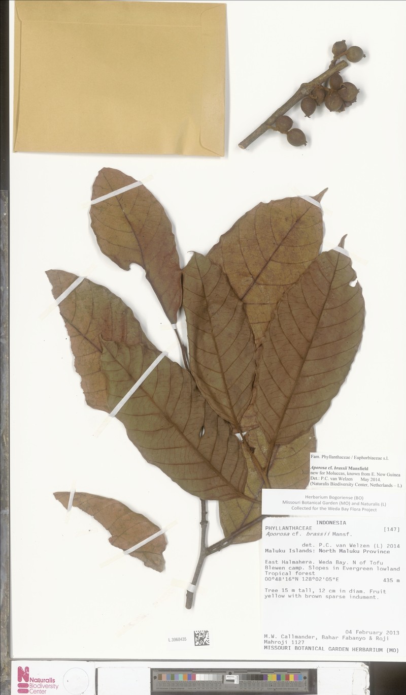 Aporosa brassii