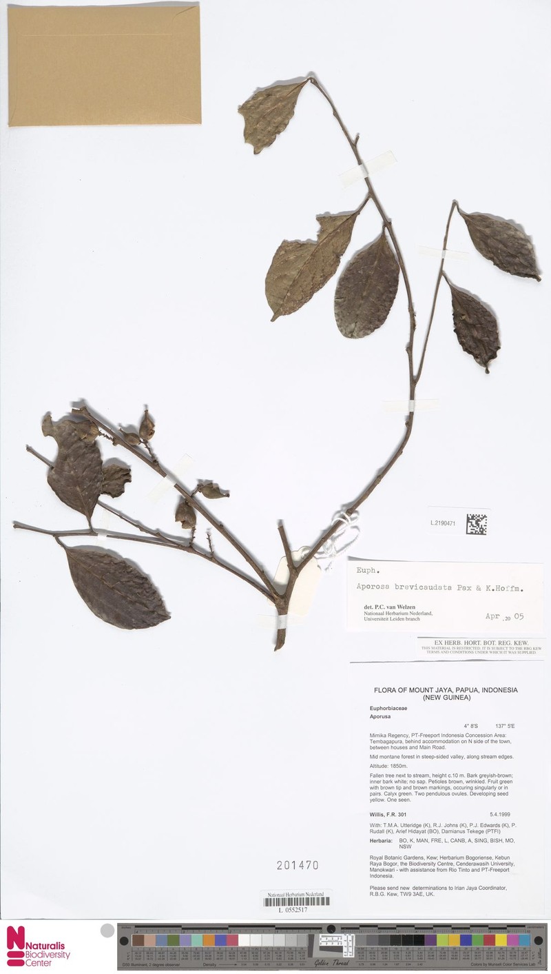 Aporosa brevicaudata