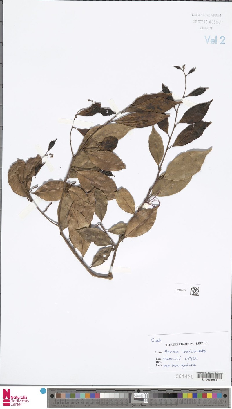 Aporosa brevicaudata photo 2