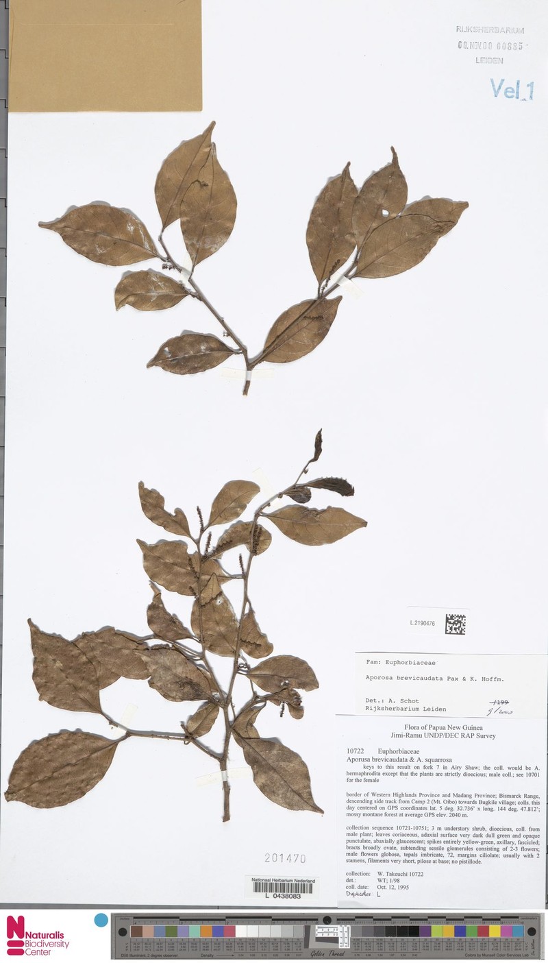 Aporosa brevicaudata photo 3