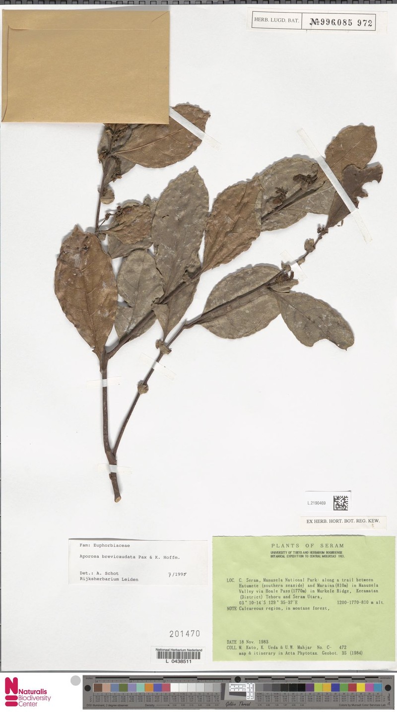Aporosa brevicaudata photo 4