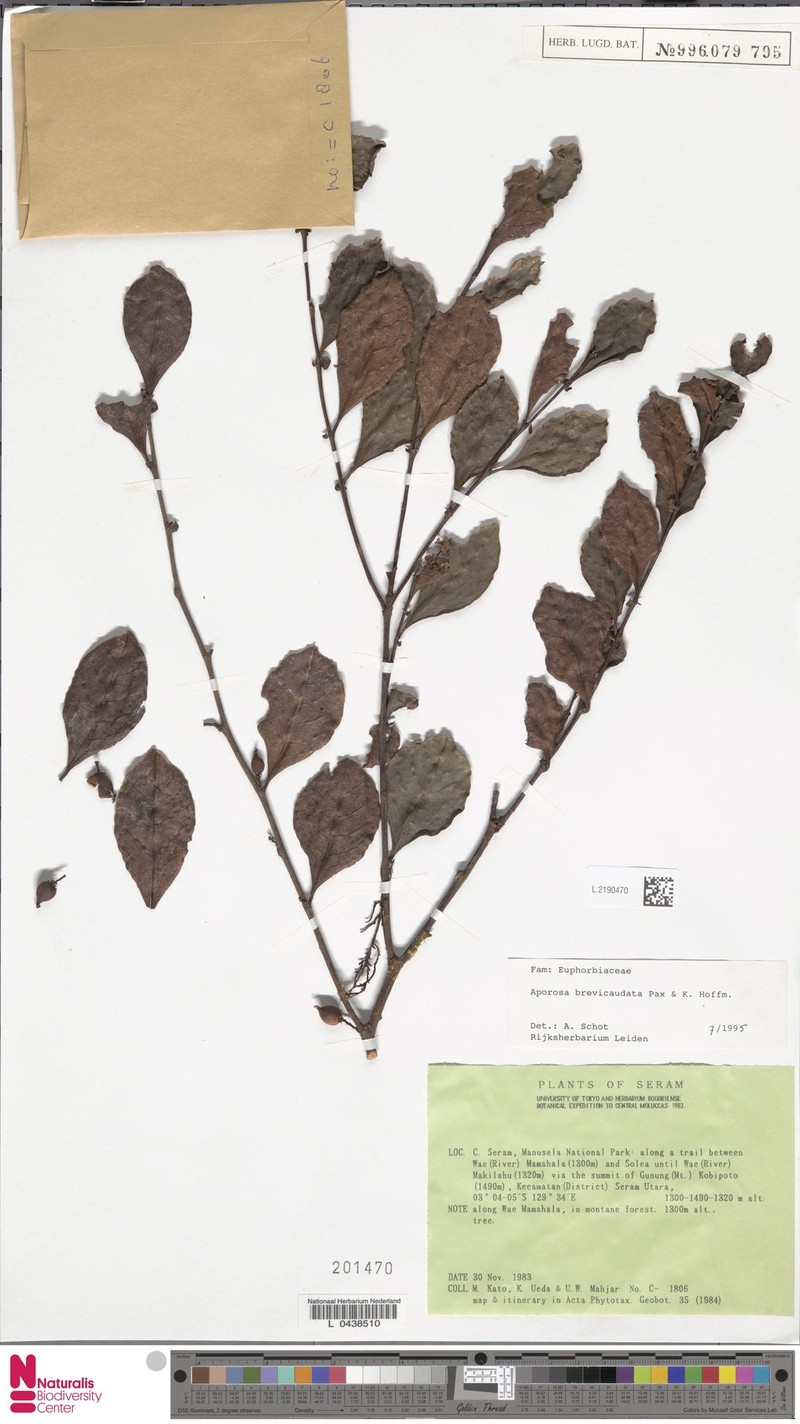 Aporosa brevicaudata photo 5