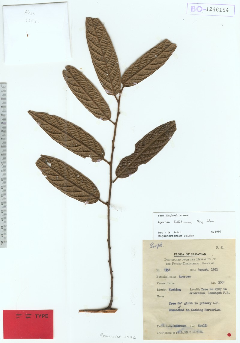 Aporosa bullatissima