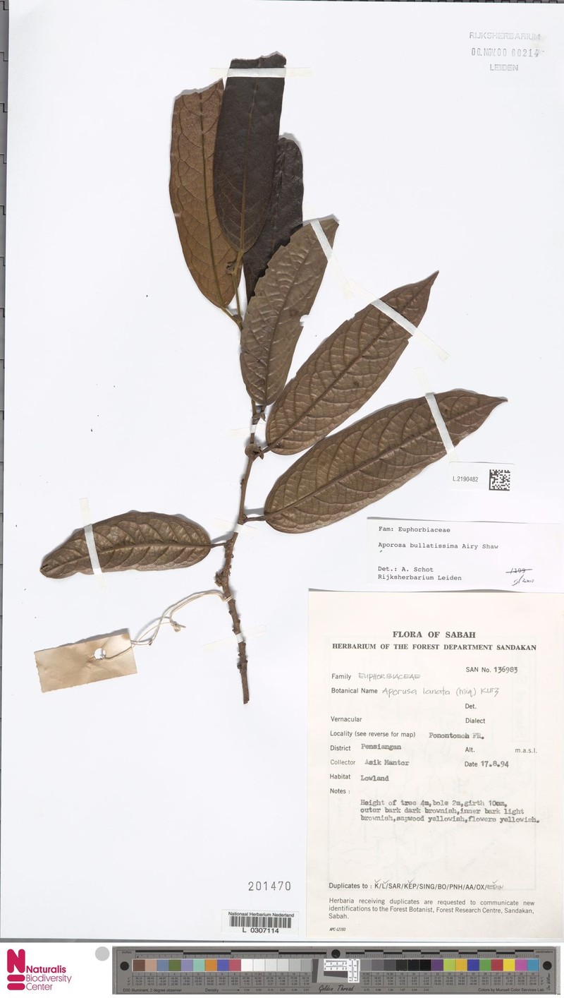 Aporosa bullatissima photo 2
