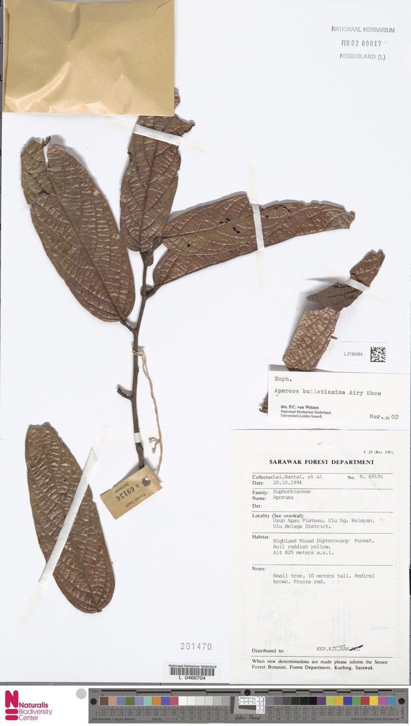 Aporosa bullatissima photo 3