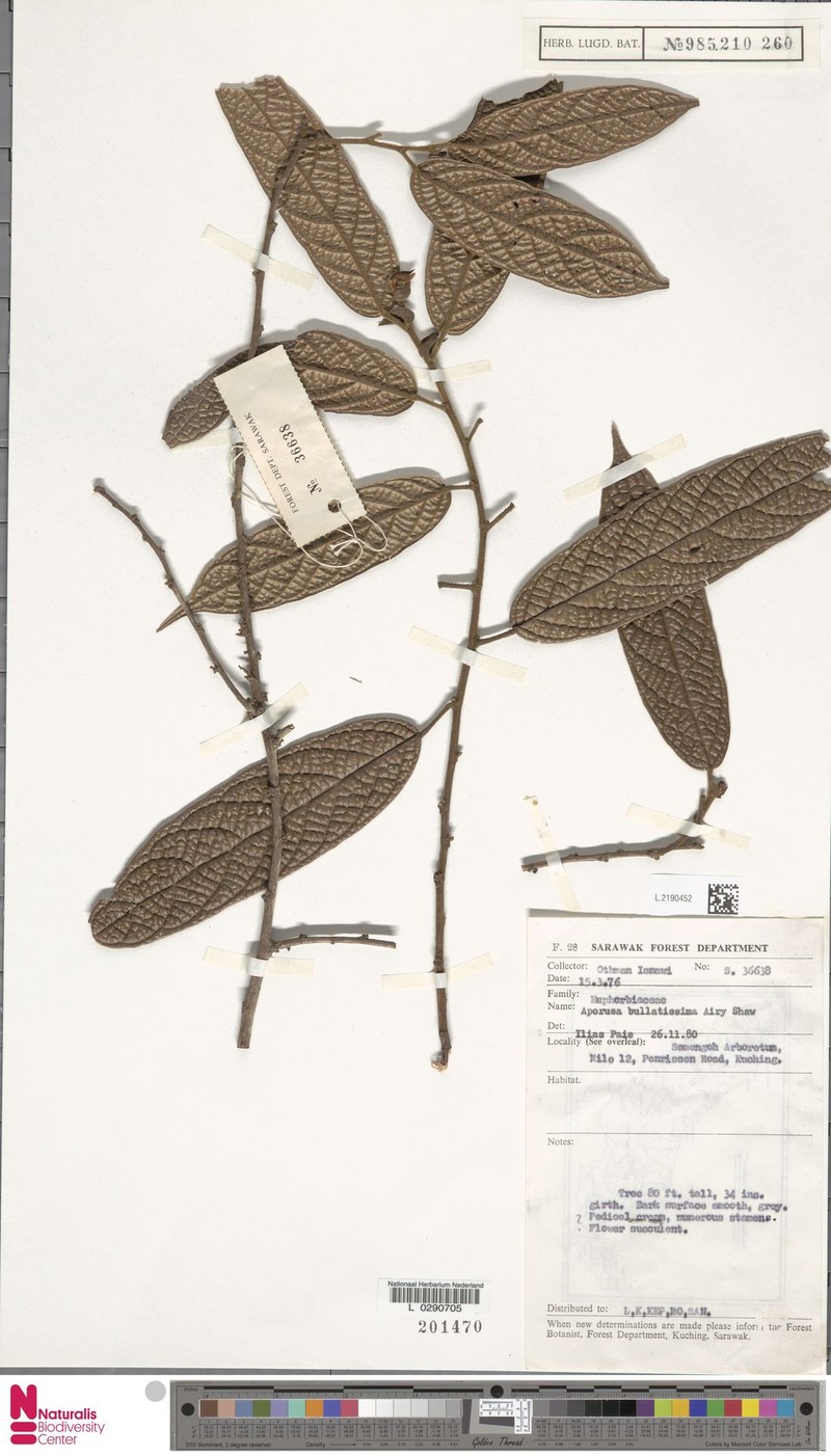Aporosa bullatissima photo 5
