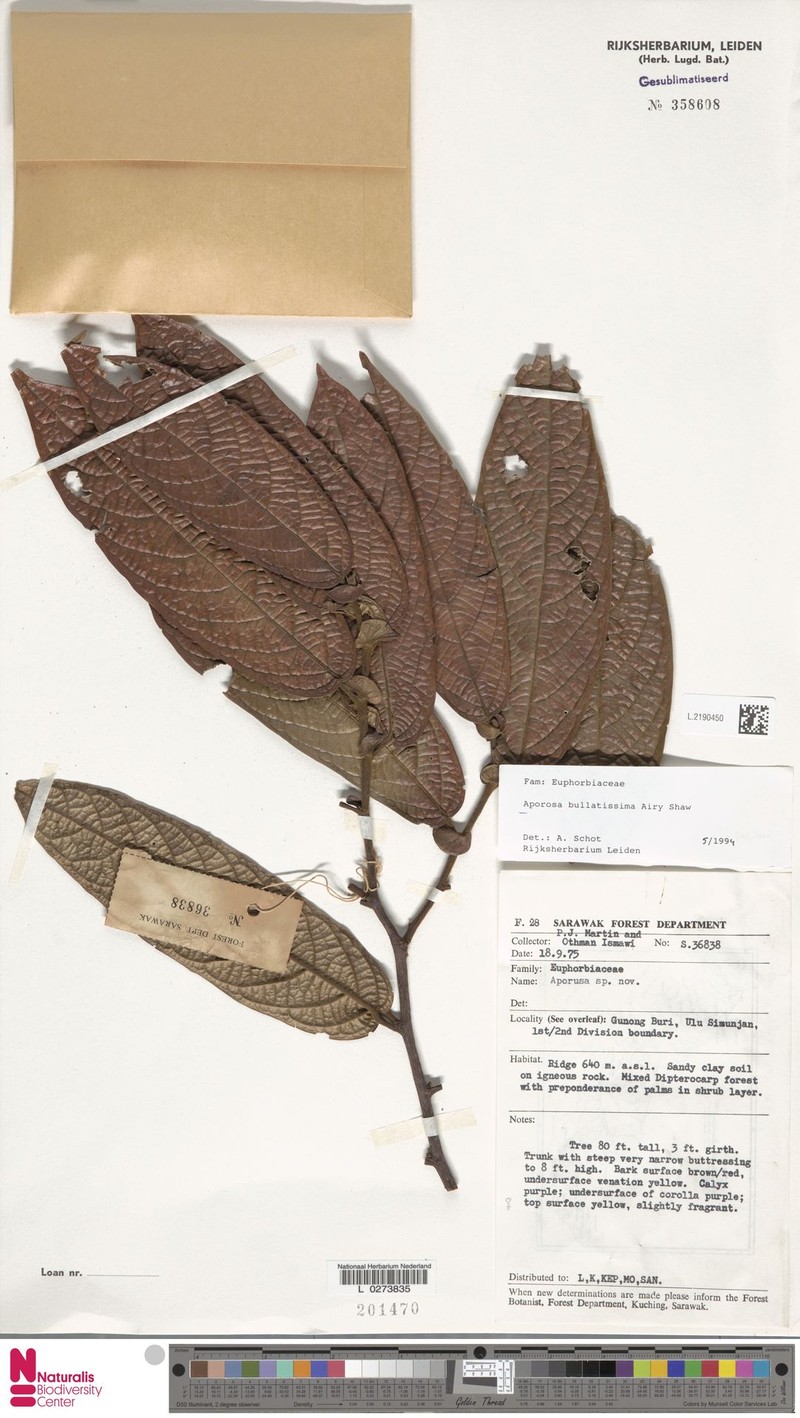Aporosa bullatissima photo 7