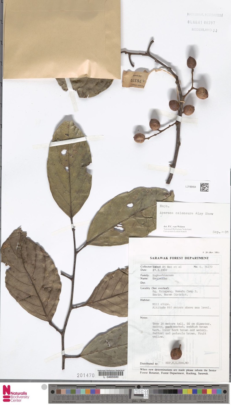 Aporosa caloneura