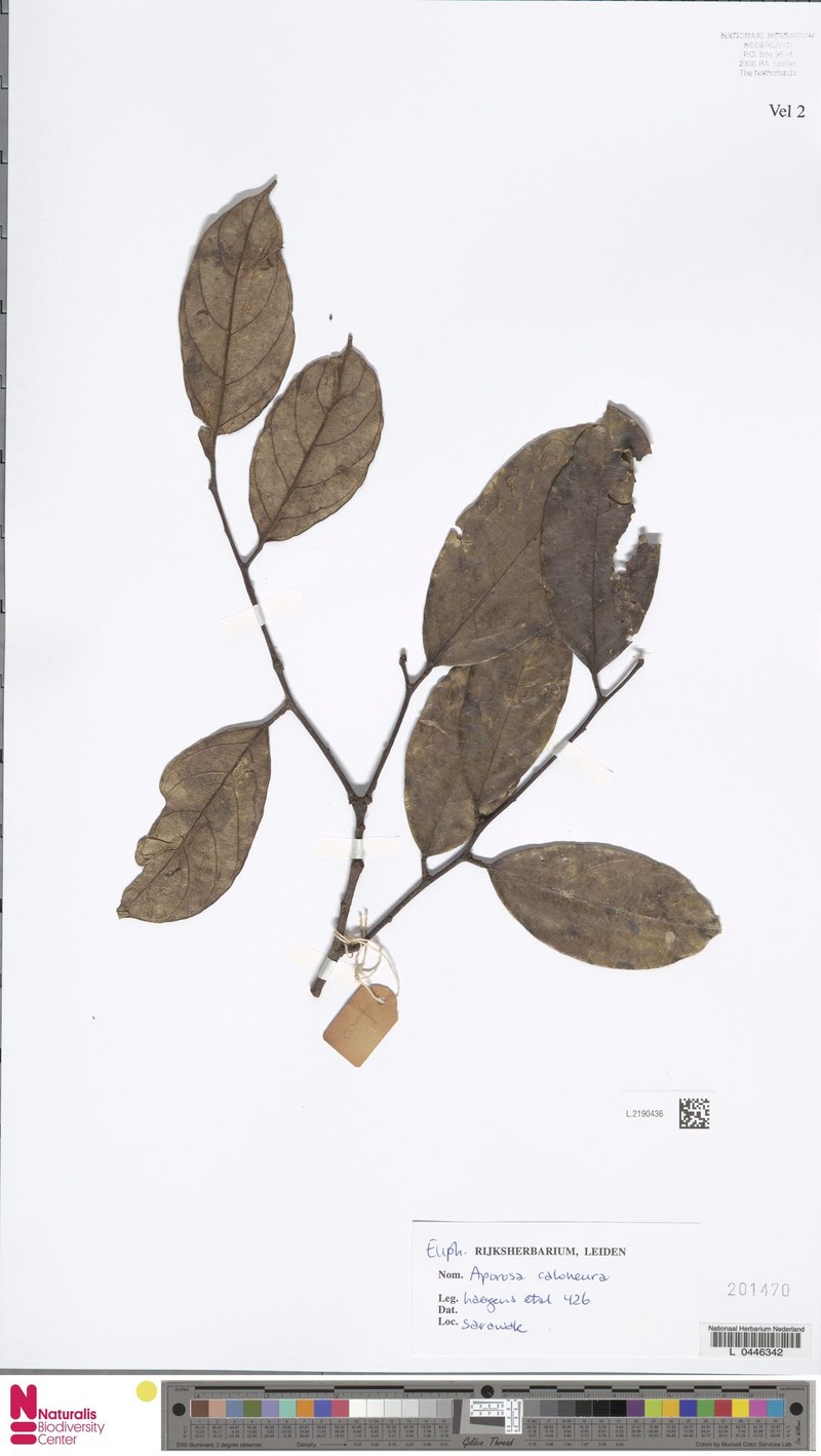 Aporosa caloneura photo 2