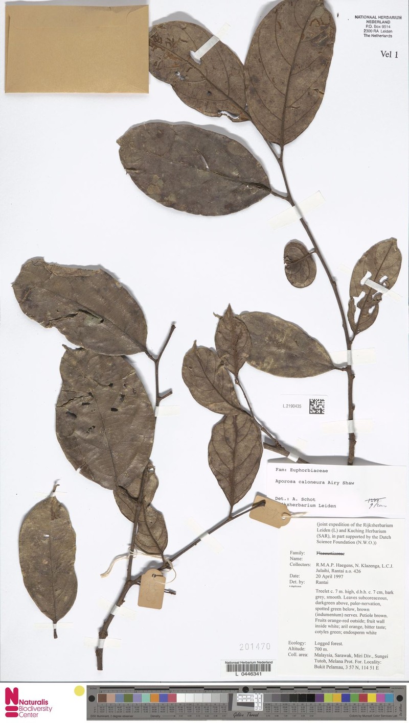 Aporosa caloneura photo 3