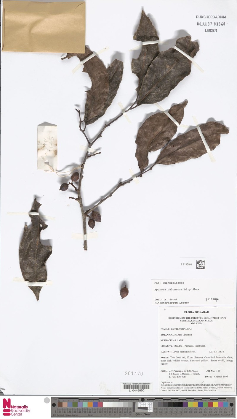 Aporosa caloneura photo 4