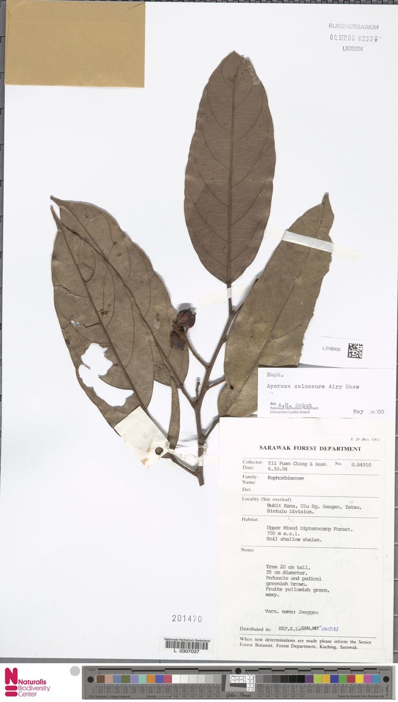 Aporosa caloneura photo 6