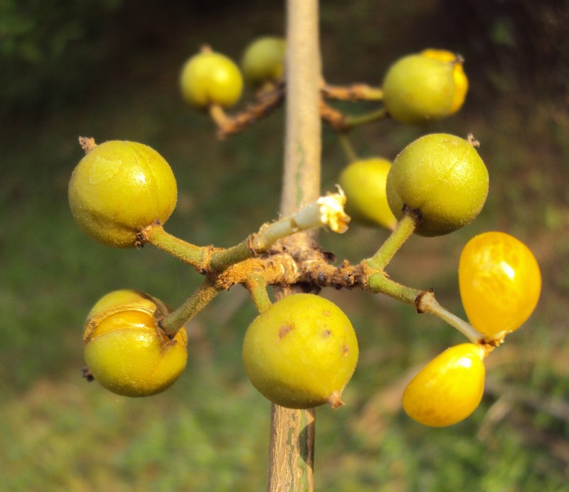 Aporosa cardiosperma