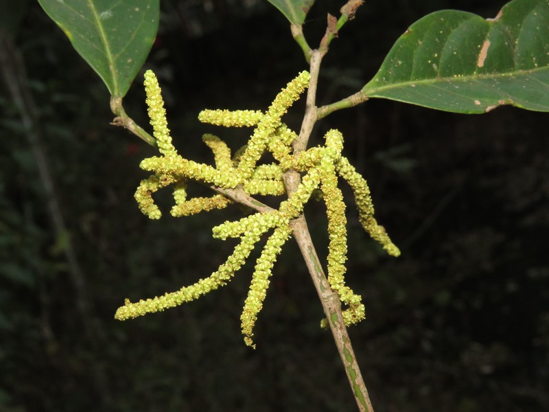 Aporosa cardiosperma photo 2