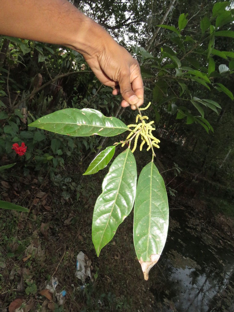 Aporosa cardiosperma photo 3