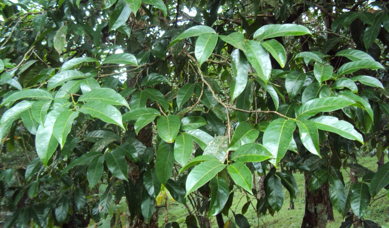 Aporosa cardiosperma photo 4