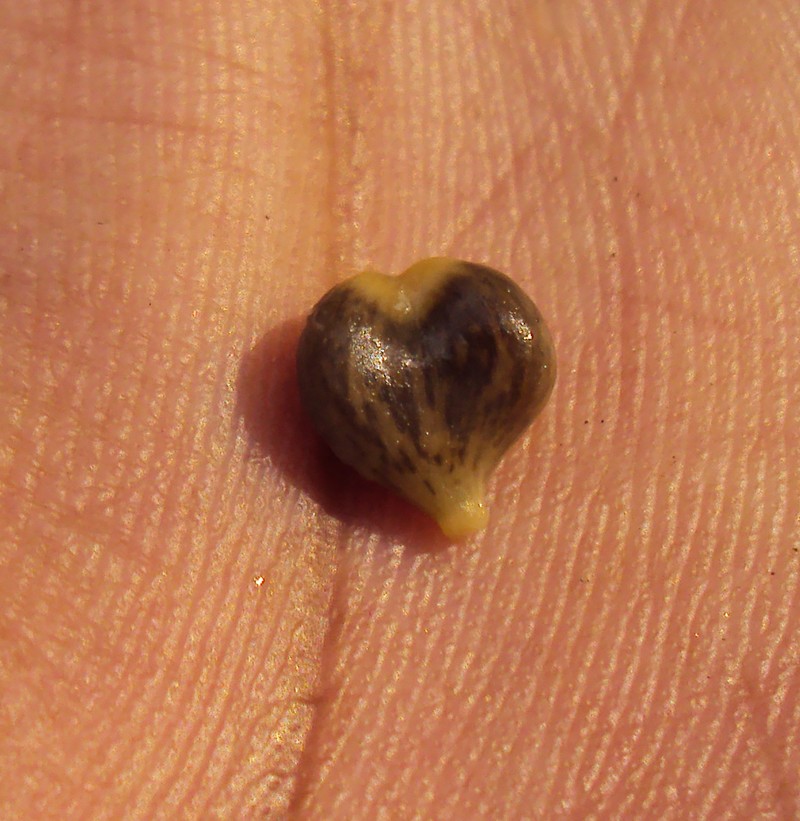 Aporosa cardiosperma photo 5