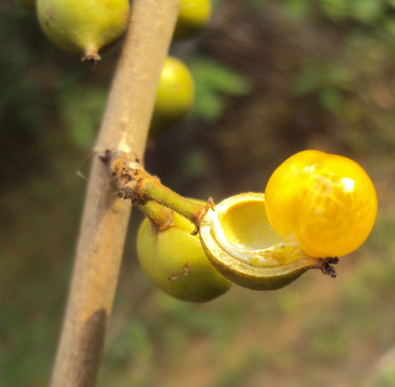 Aporosa cardiosperma photo 6