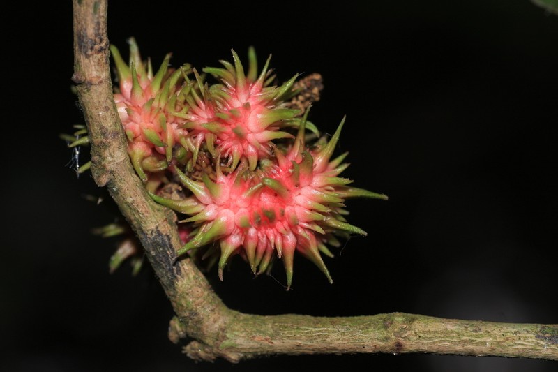 Aporosa cardiosperma photo 7
