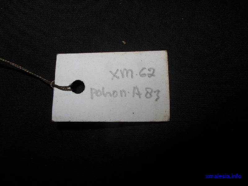 Aporosa chondroneura