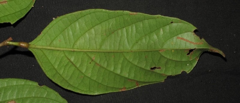 Aporosa chondroneura photo 2