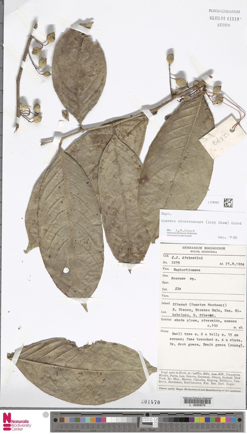 Aporosa chondroneura photo 8