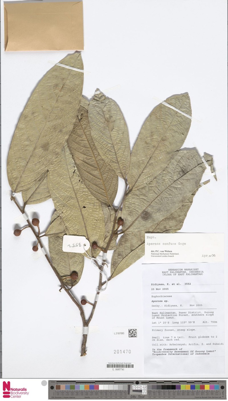Aporosa confusa