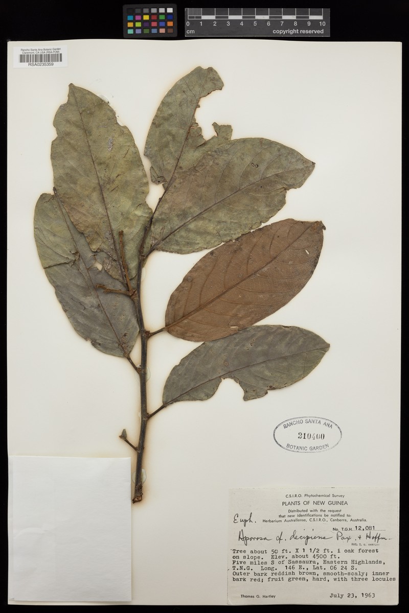 Aporosa decipiens