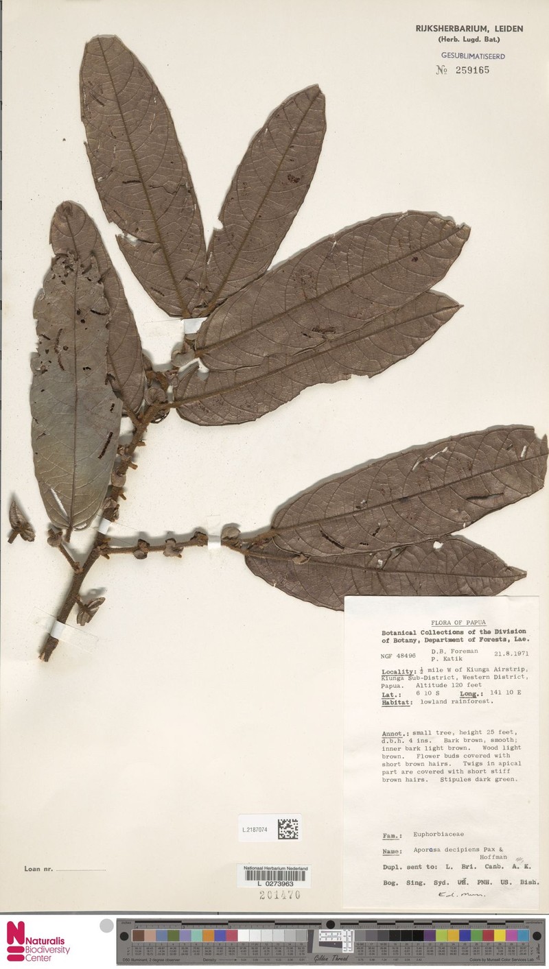 Aporosa decipiens photo 2
