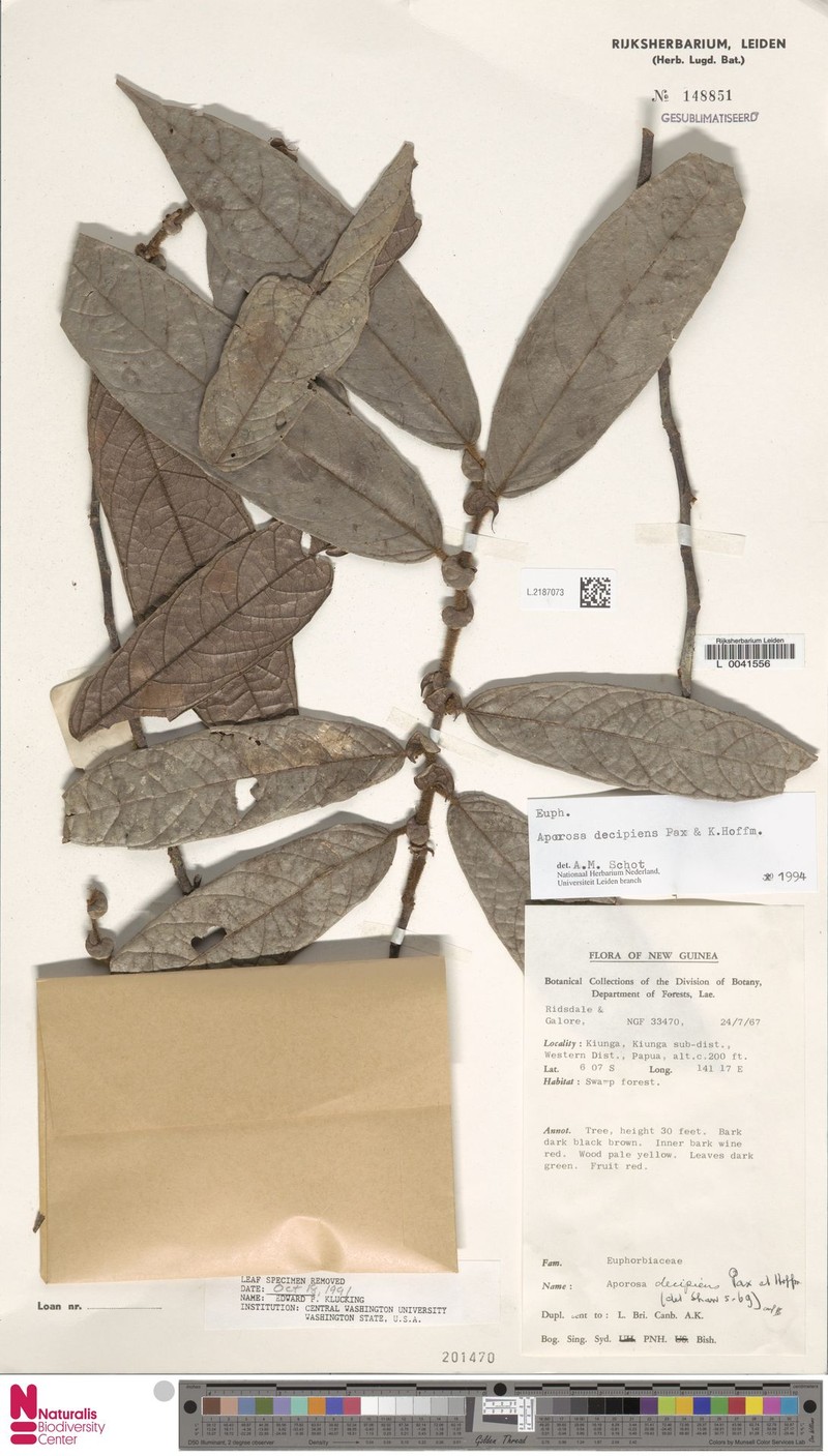 Aporosa decipiens photo 3