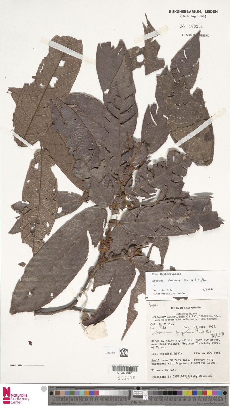 Aporosa decipiens photo 4