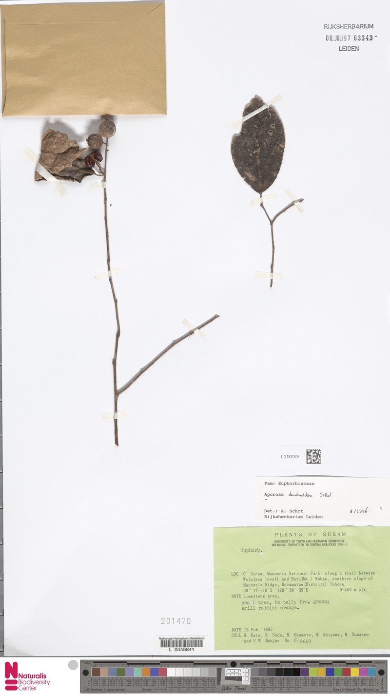 Aporosa dendroidea