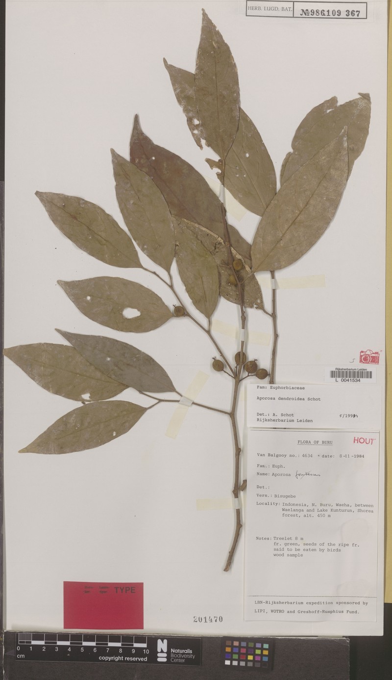Aporosa dendroidea photo 2