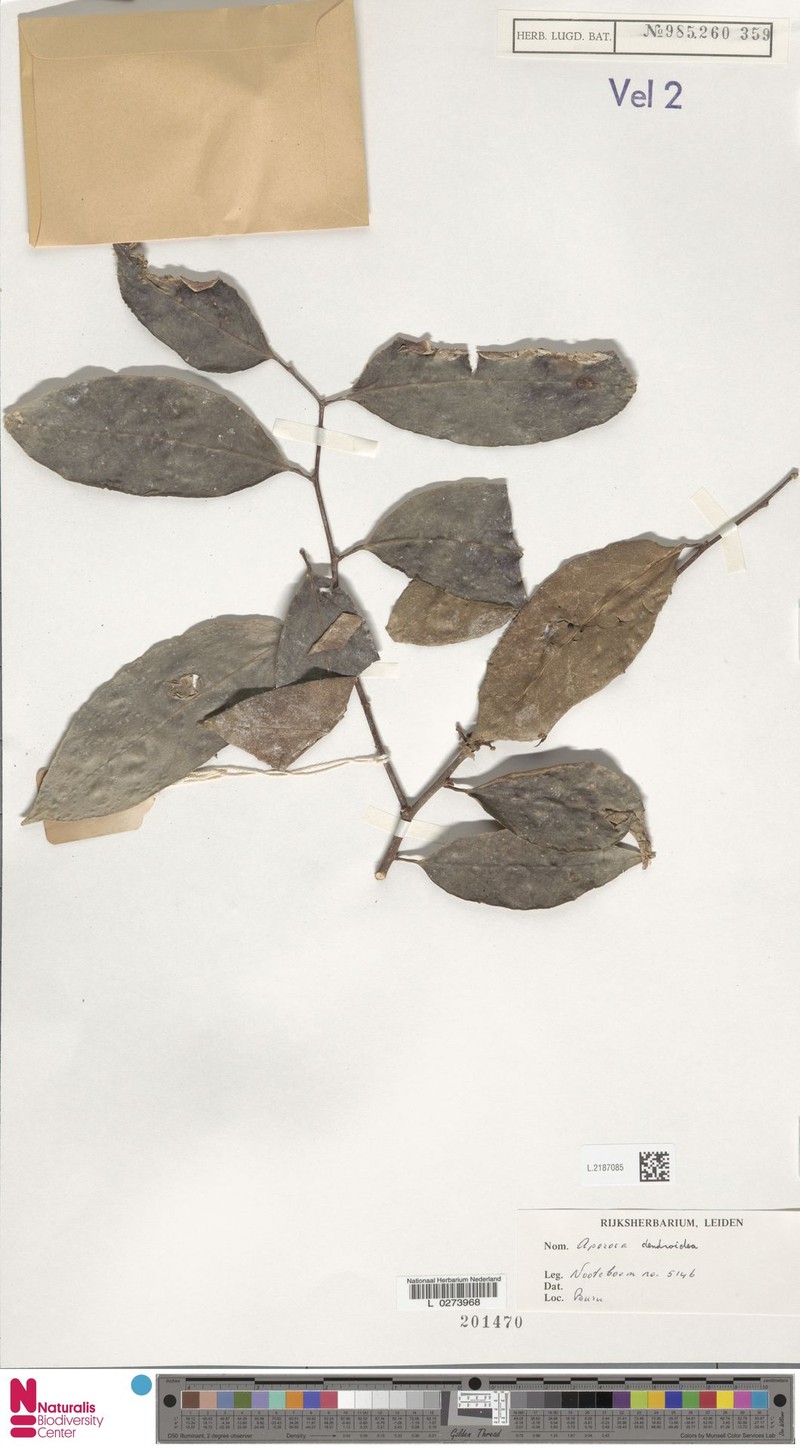 Aporosa dendroidea photo 3