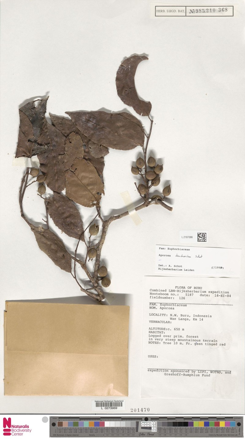 Aporosa dendroidea photo 4