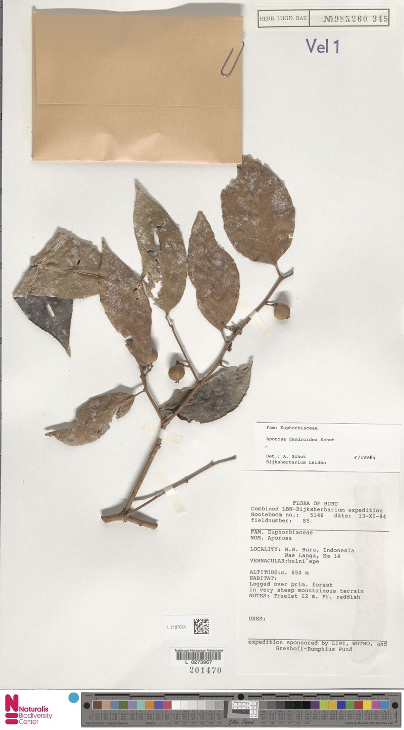Aporosa dendroidea photo 5