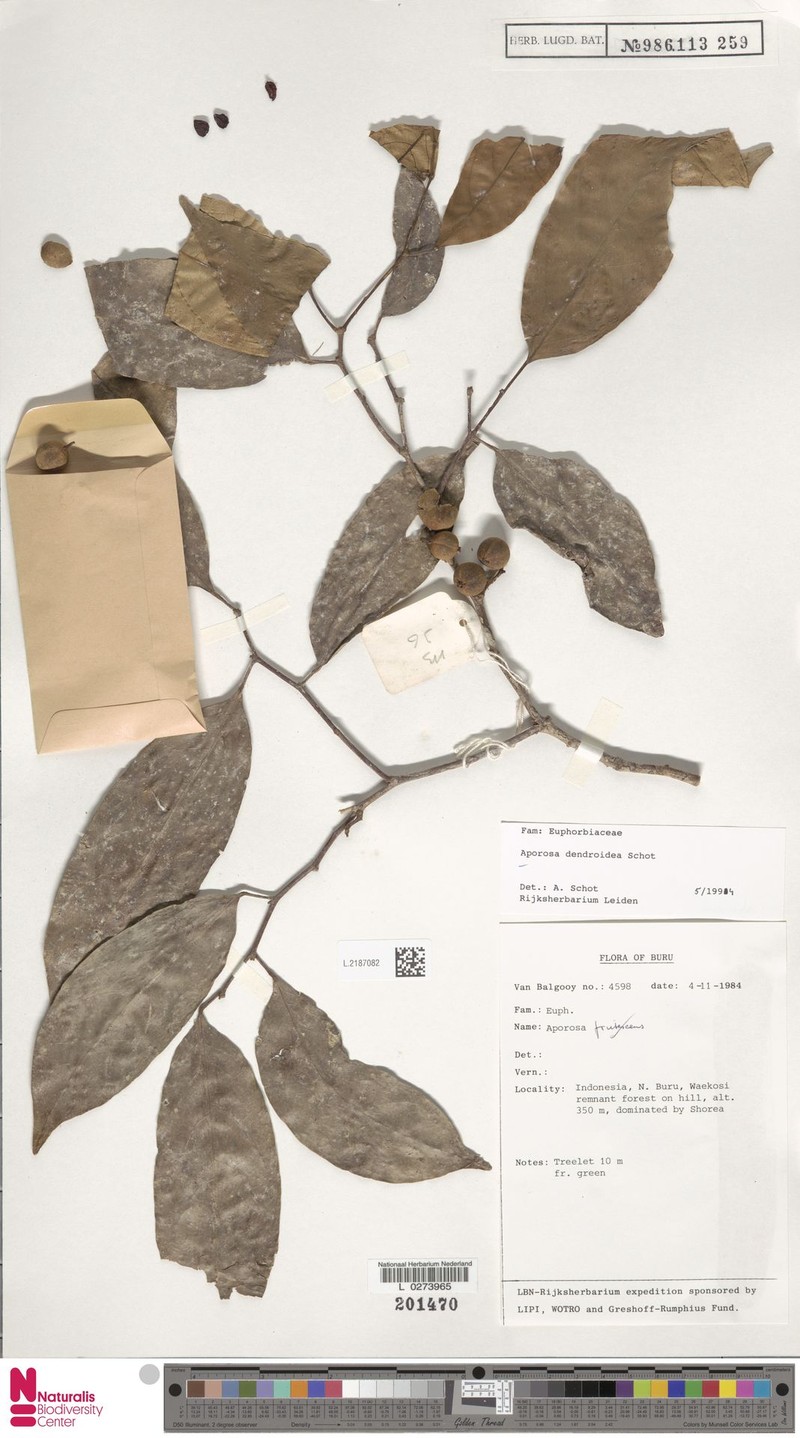 Aporosa dendroidea photo 6